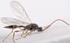 Cinetus sp.